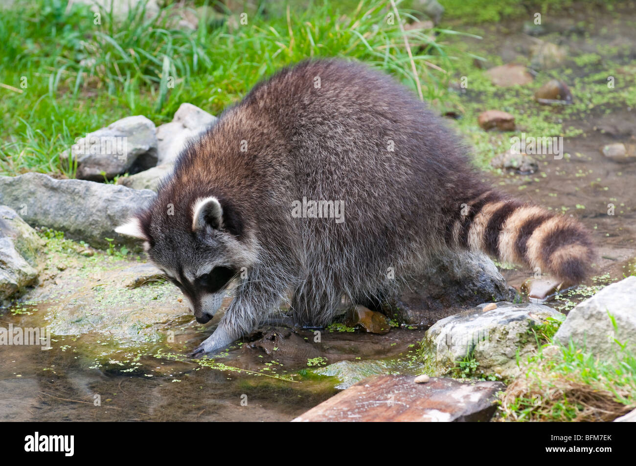 Waschbär - Procyon lotor -common raccoon from Europe Stock Photo