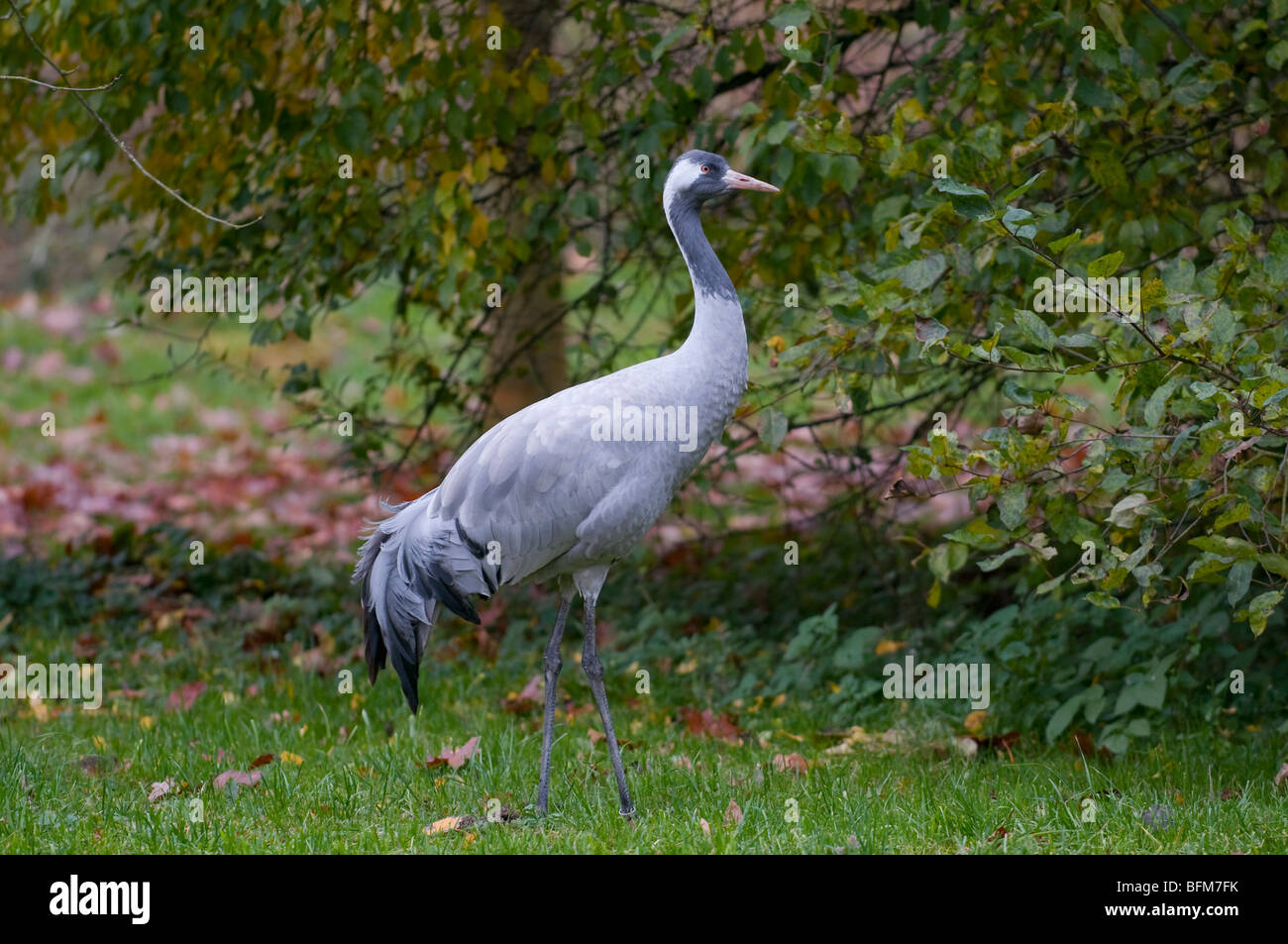 Europäischer Kranich -Common Crane - Grus grus Stock Photo