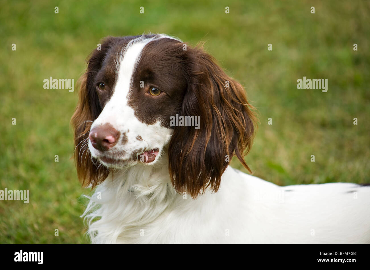 Portrait of an English Springer Spaniel (Canis lupus familiaris) with a slight lump on the side of his mouth. Stock Photo