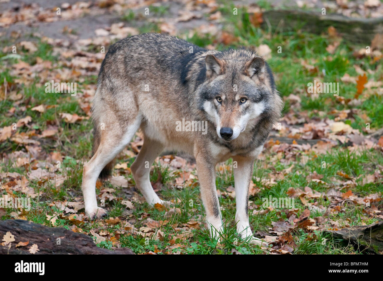 Europäischer Wolf - (Canis lupus) - European wolf Stock Photo