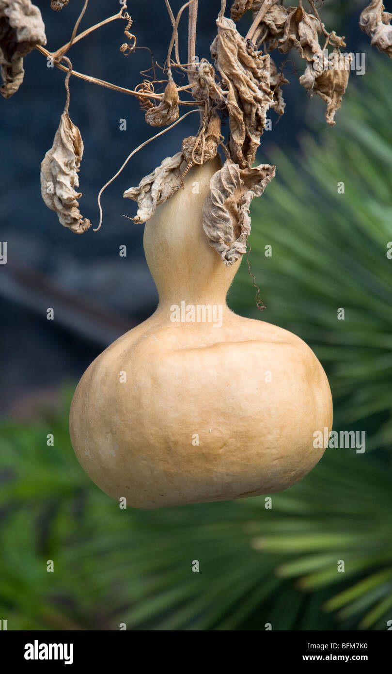 Butternut Squash hanging on plant in Spain Stock Photo Alamy