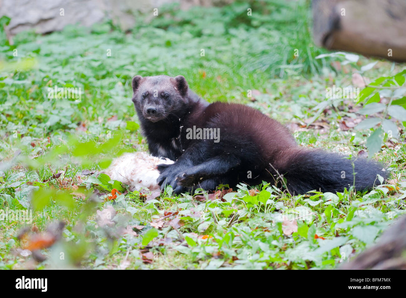 Vielfrass action pose