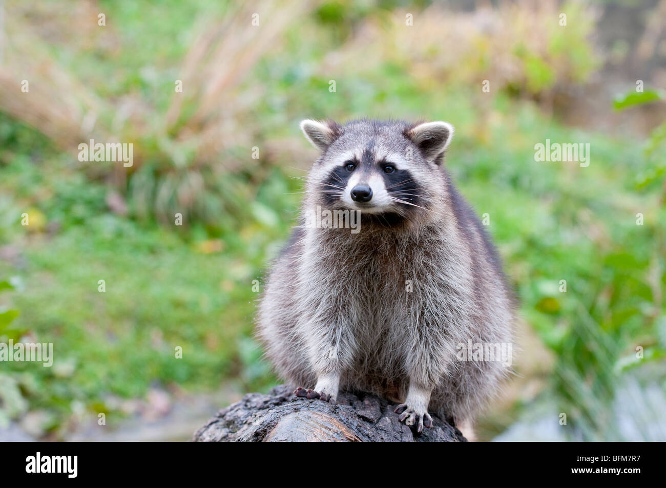 Waschbär - Procyon lotor -common raccoon from Europe Stock Photo