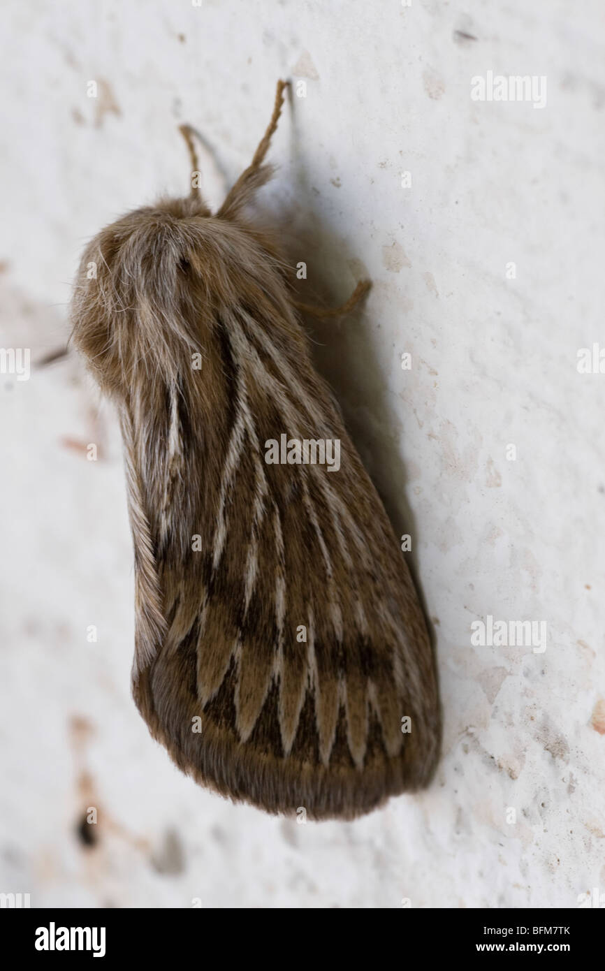 Hairy moth hi-res stock photography and images - Alamy