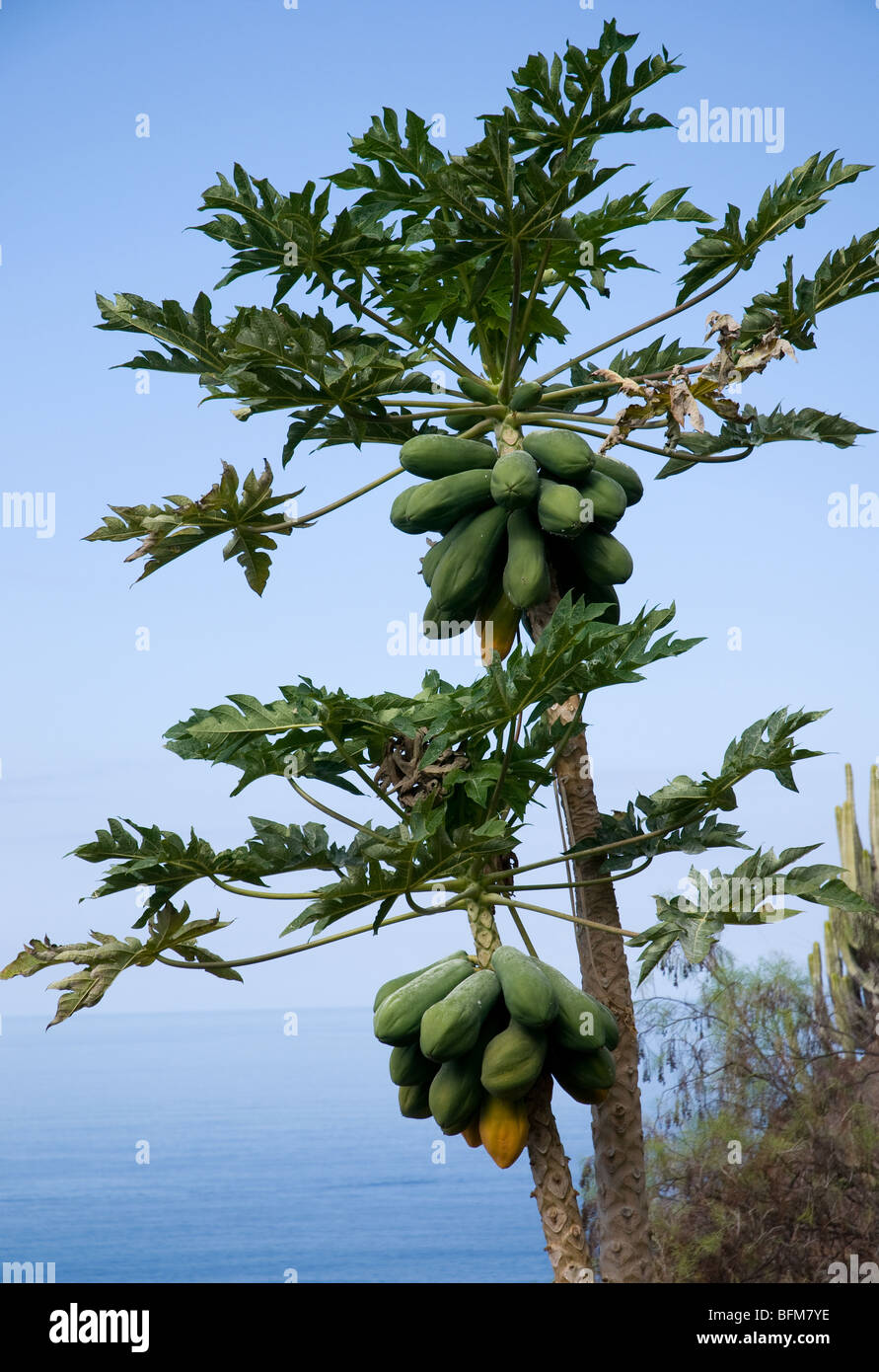 Papaya Fruit Tree Tenerife Canary Islands Stock Photo Alamy
