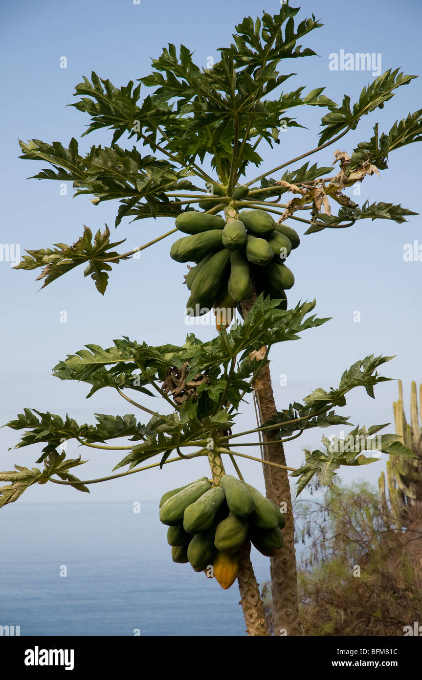 Papaya fruit tree tenerife canary hires stock photography and images