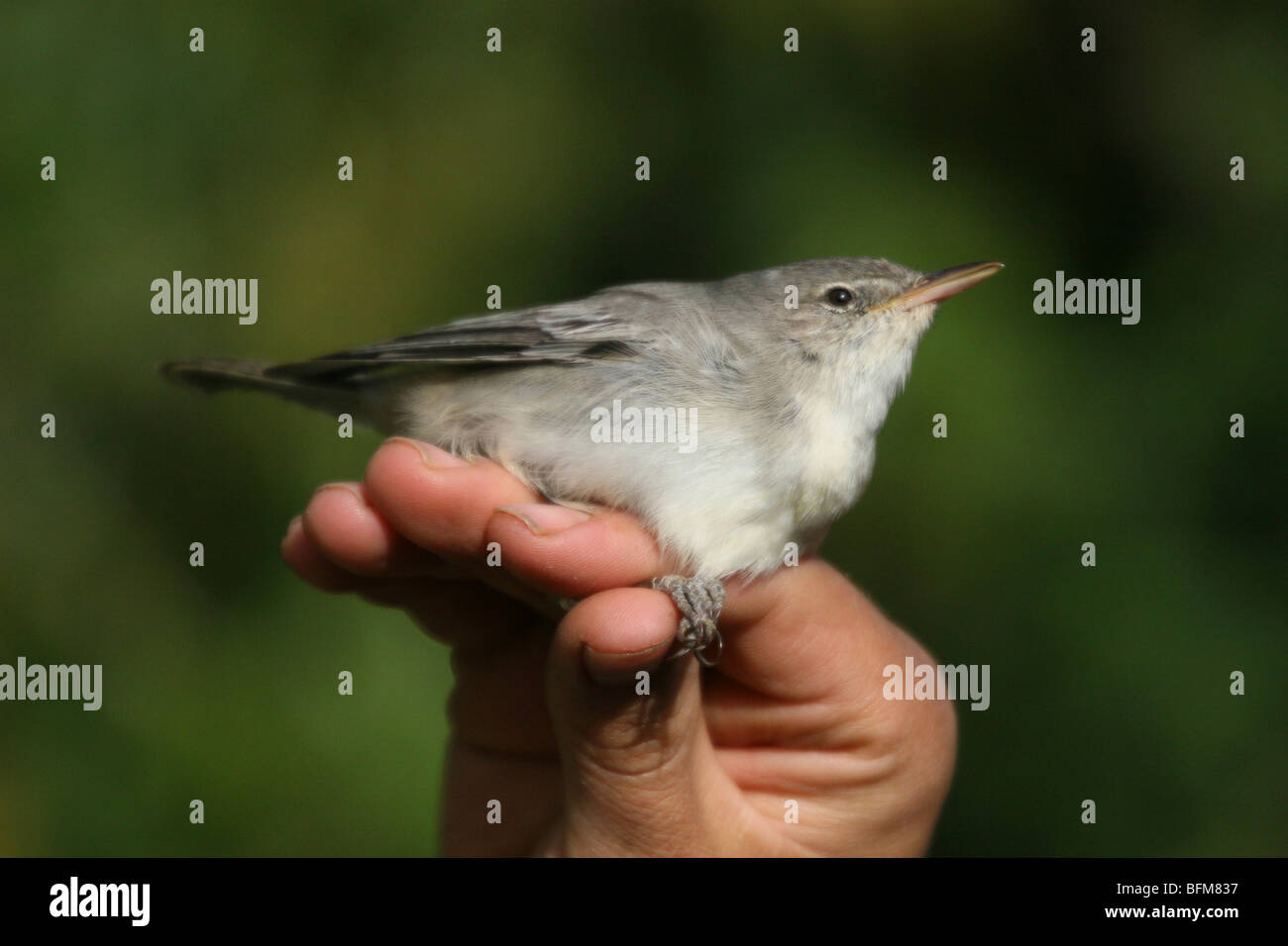 Warbler Ringing Olive-tree Warbler (Hippolais olivetorum) held for ringing Stock Photo ...