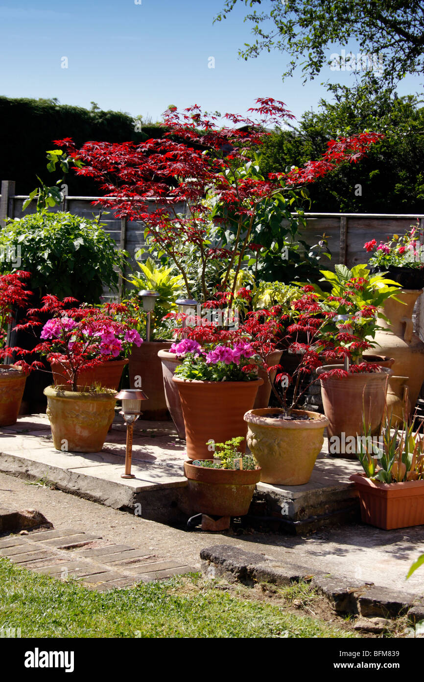 SUMMER PATIO WITH TERRACOTTA POTS AND YOUNG PLANTS Stock Photo Alamy