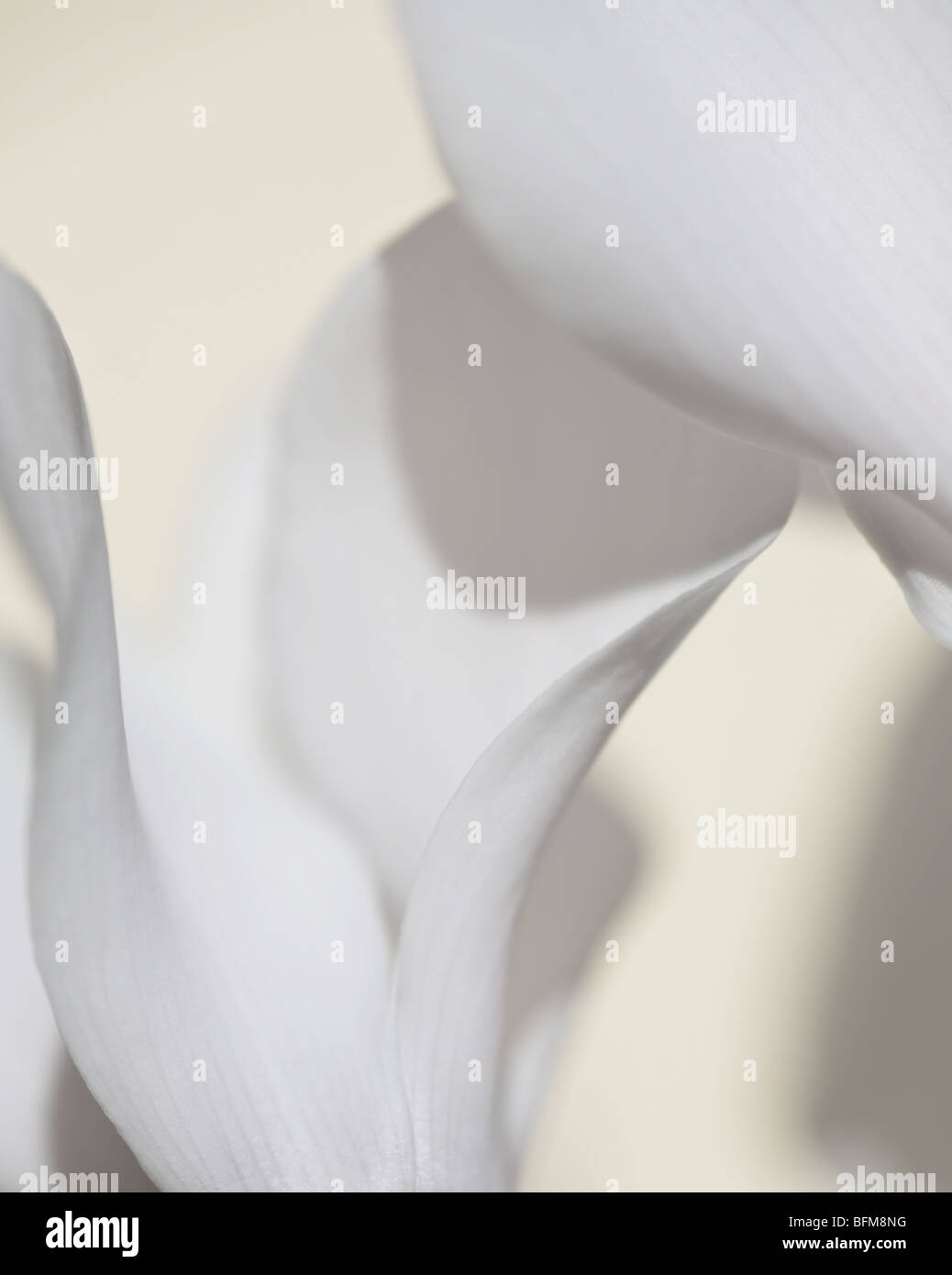 Soft white petals hi-res stock photography and images - Alamy