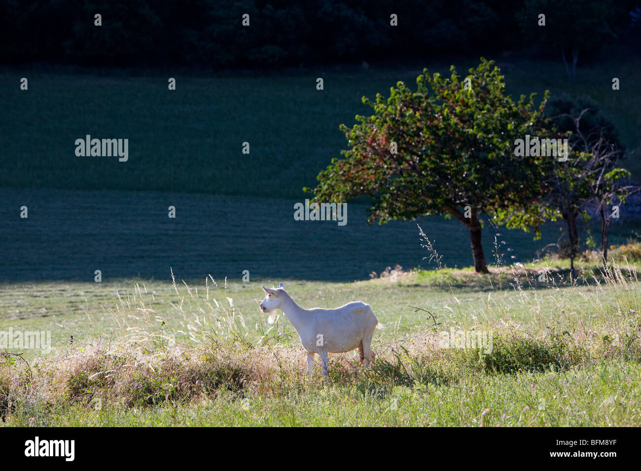 France, Alpes de Haute-Provence, near Simiane la Rotonde, goats Stock Photo