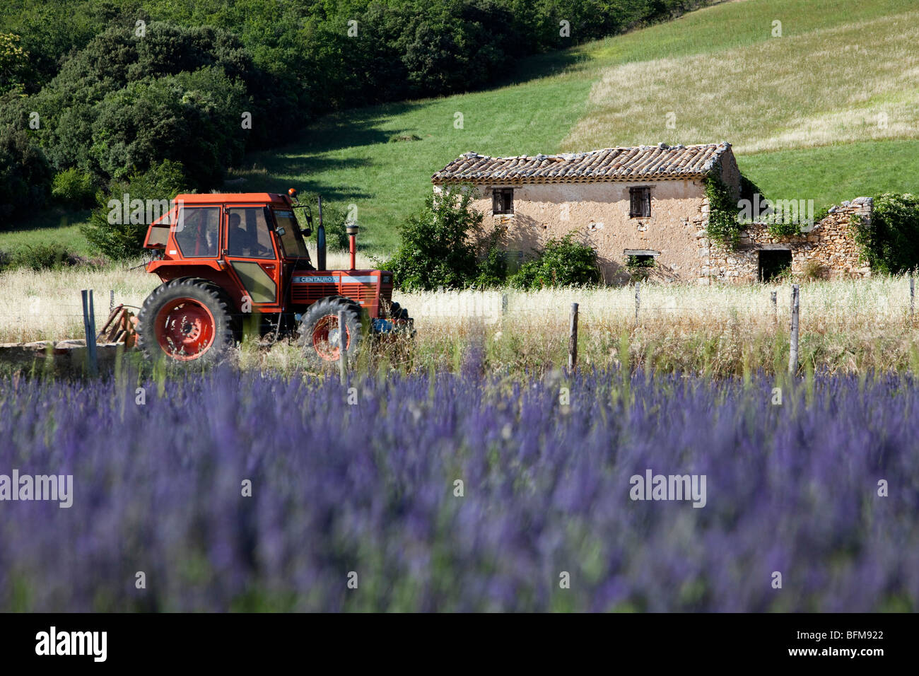 Lavender plantation Stock Photo