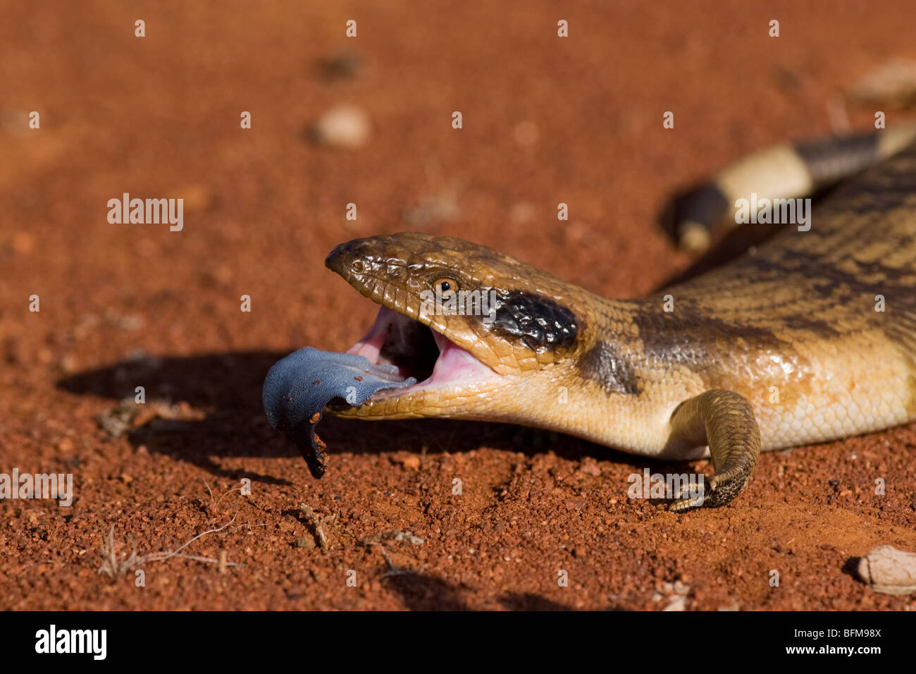 A Western Blue-tongued lizard (Tiliqua occipitalis) showing its threat display Stock Photo