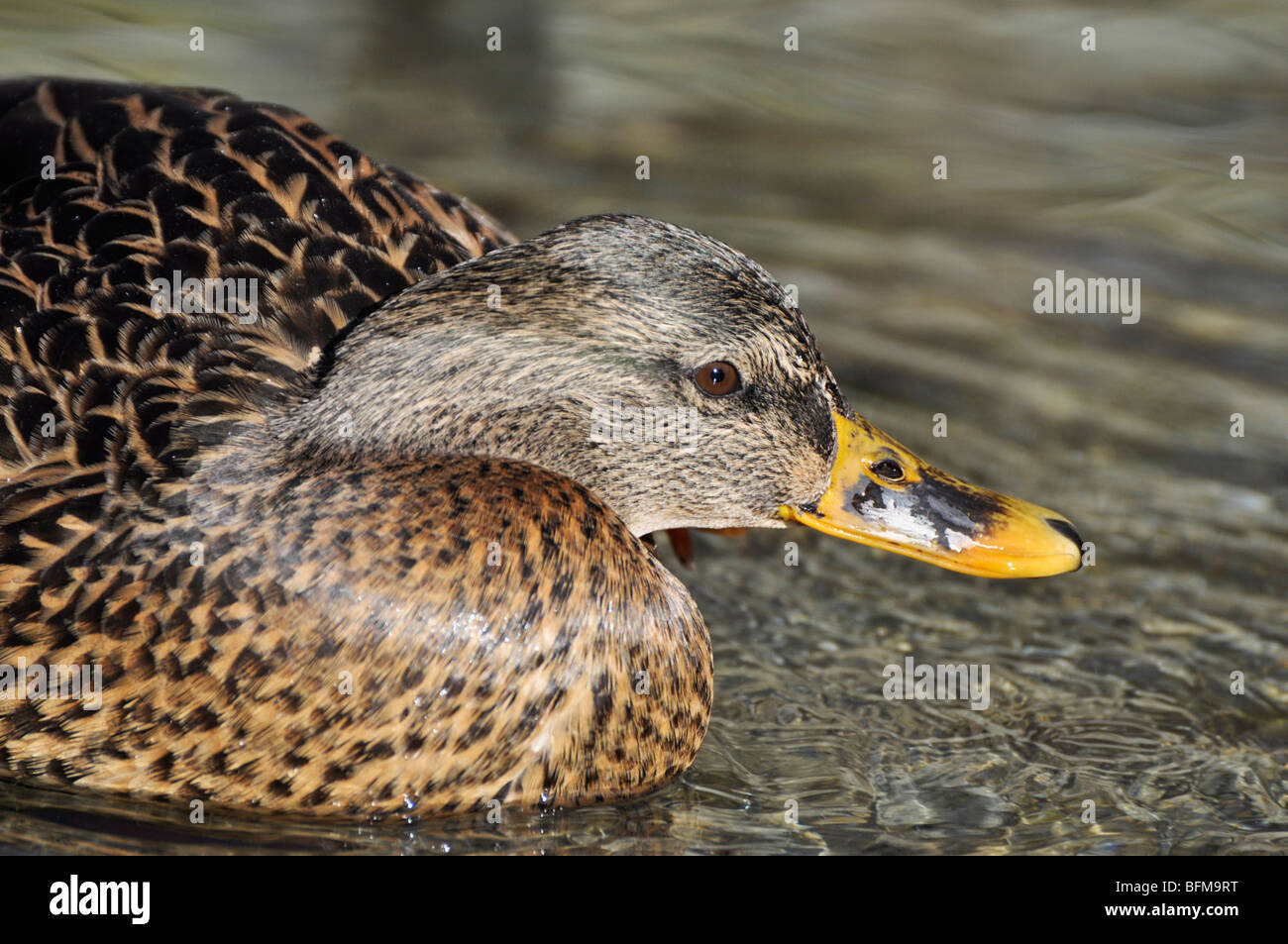 Mallard Duck - female Stock Photo
