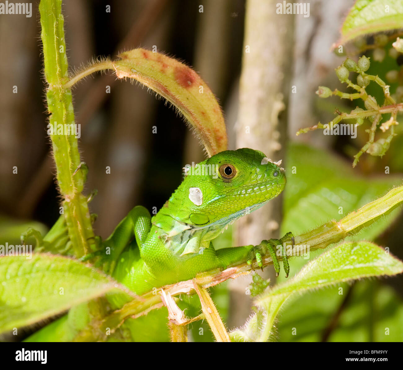 young green basilisk Stock Photo Alamy