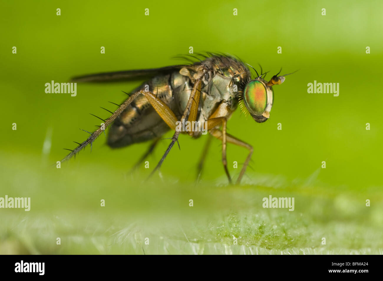 Female long-legged fly (Dolichopus plumipes) Stock Photo