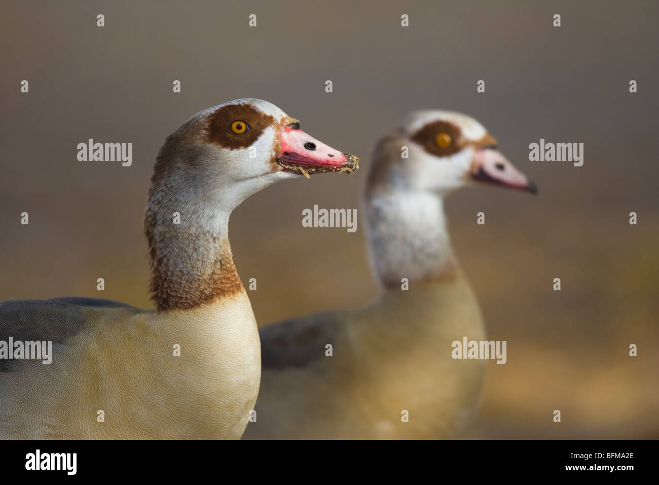 Egyptian Geese (Alopochen aegyptiacus) Stock Photo