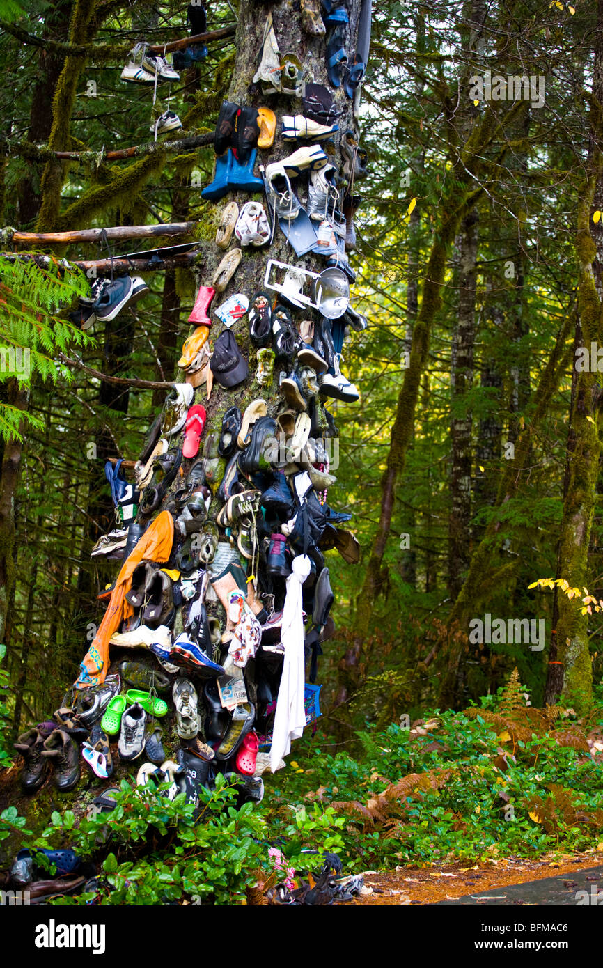 Bc tree hires stock photography and images Alamy