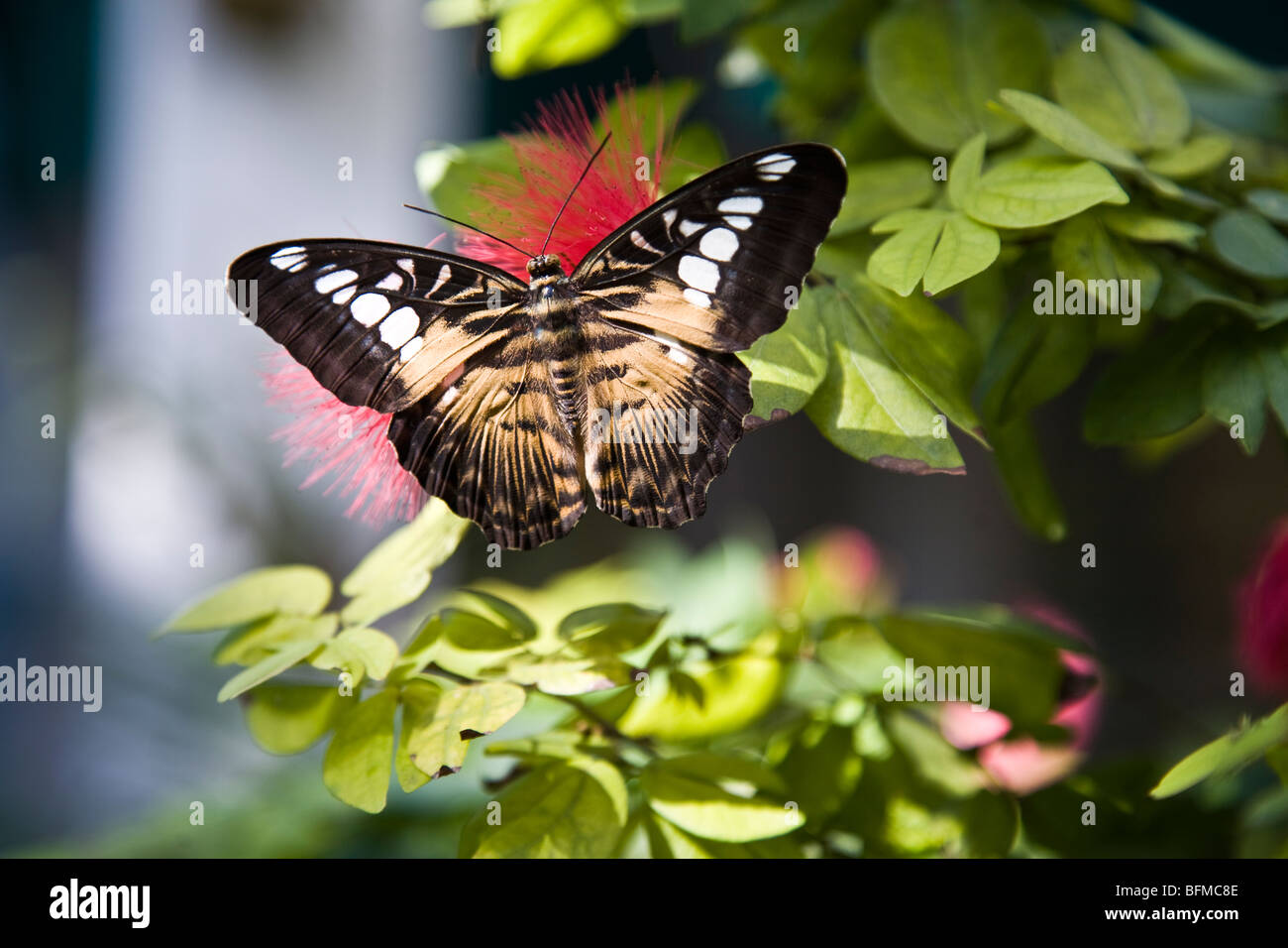 The Key West Butterfly & Nature Conservatory houses live butterflies representing more than 50