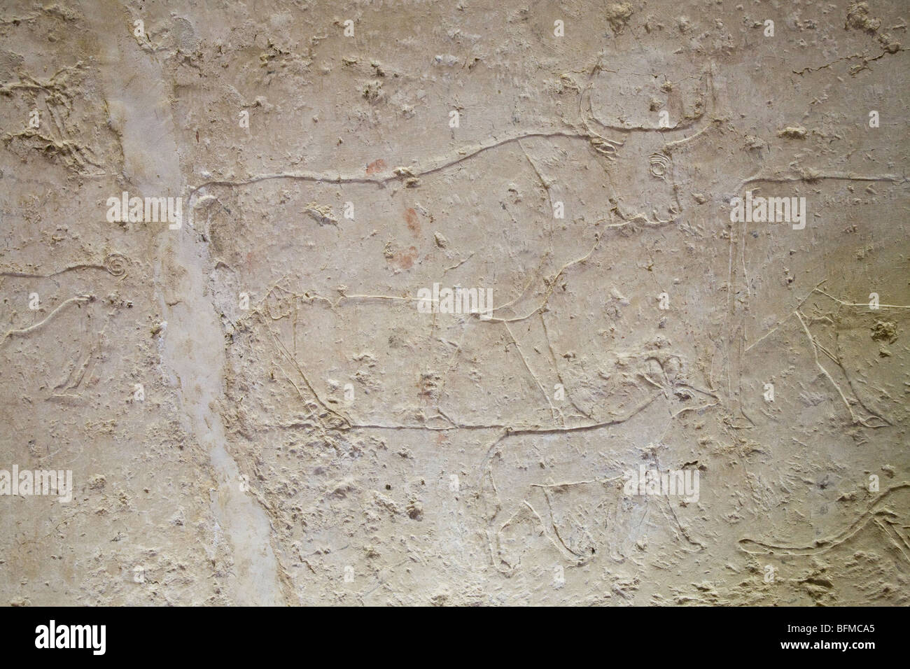 Relief of animals including bull in the Tombs at Meir , North West of Assyut in Middle Egypt Stock Photo