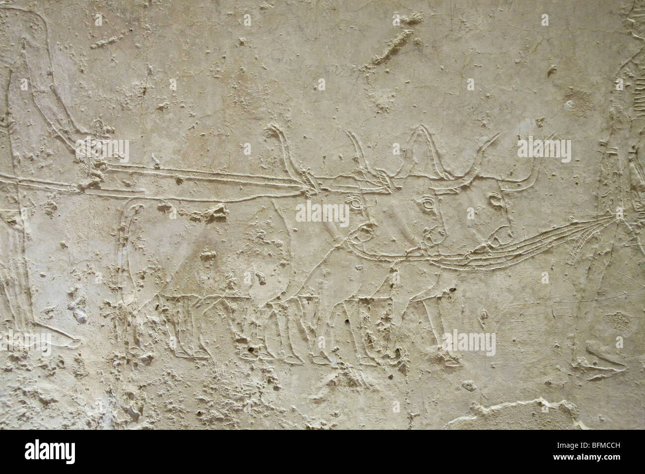 Relief of line of cattle in the Tombs at Meir , North West of Assyut in Middle Egypt Stock Photo