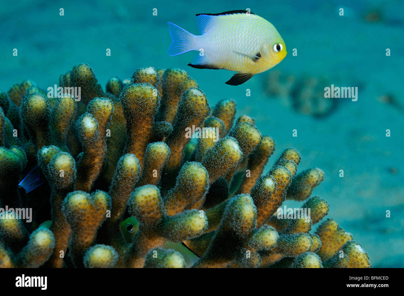 Red Sea Dascyllus fish, Dascyllus marginatus, swimming above hard coral Porites solida, 'Red Sea' Stock Photo