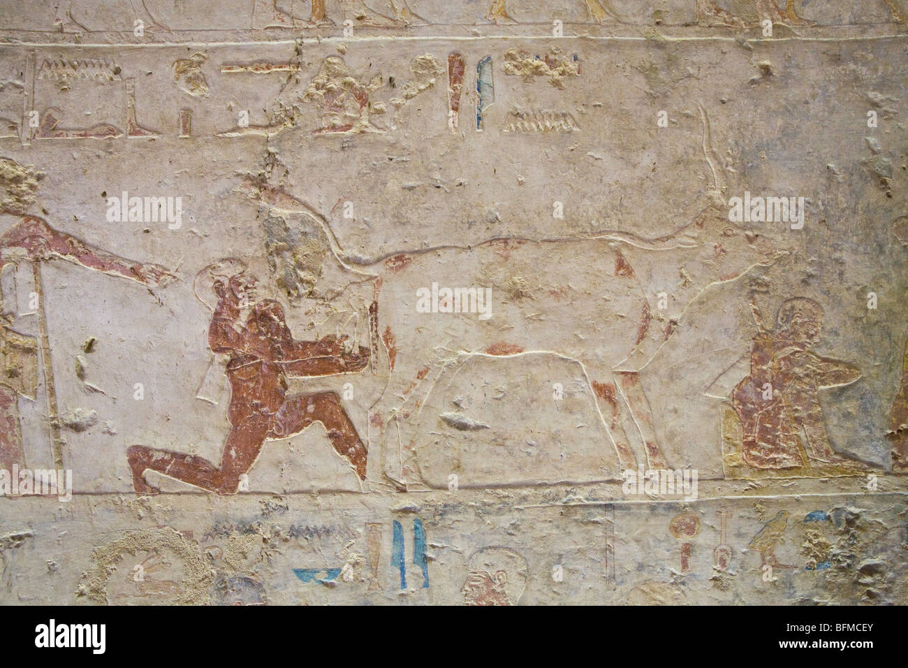 Relief showing cow giving birth with man helping in the Tombs at Meir , North West of Assyut in Middle Egypt Stock Photo