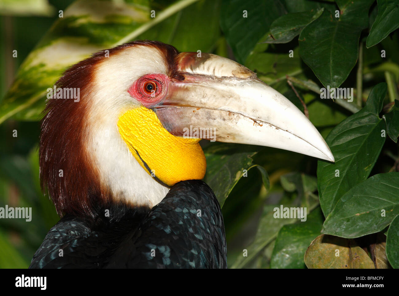 Male Wreathed Hornbill, also known as the bar-pouched wreathed hornbill, Rhyticeros undulatus Stock Photo