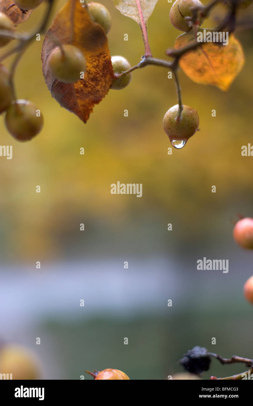 Fruit hangs from a tree Stock Photo Alamy