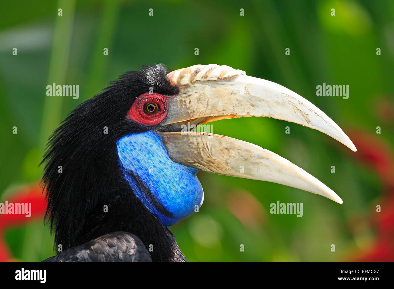 Female Wreathed Hornbill, also known as the bar-pouched wreathed hornbill, Rhyticeros undulatus Stock Photo