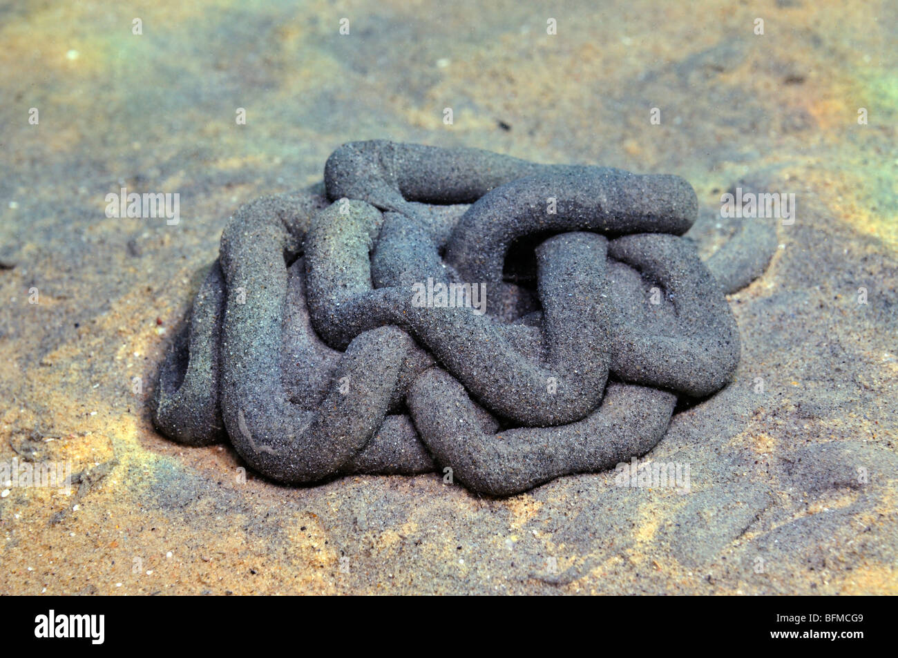 Worm cast underwater at shallow depth on sand, Red Sea Stock Photo - Alamy