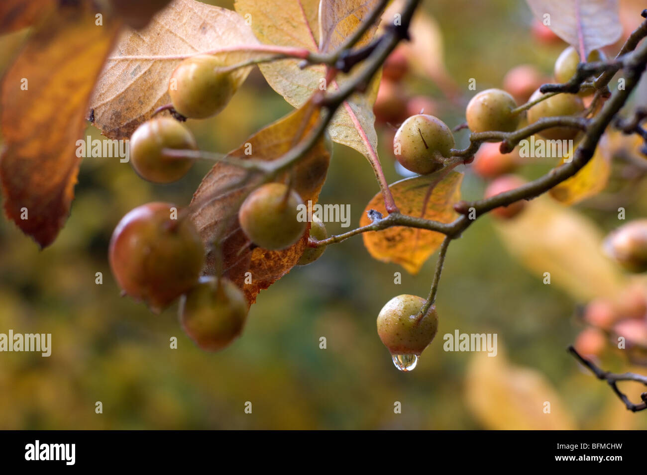 Fruit hangs from a tree Stock Photo Alamy