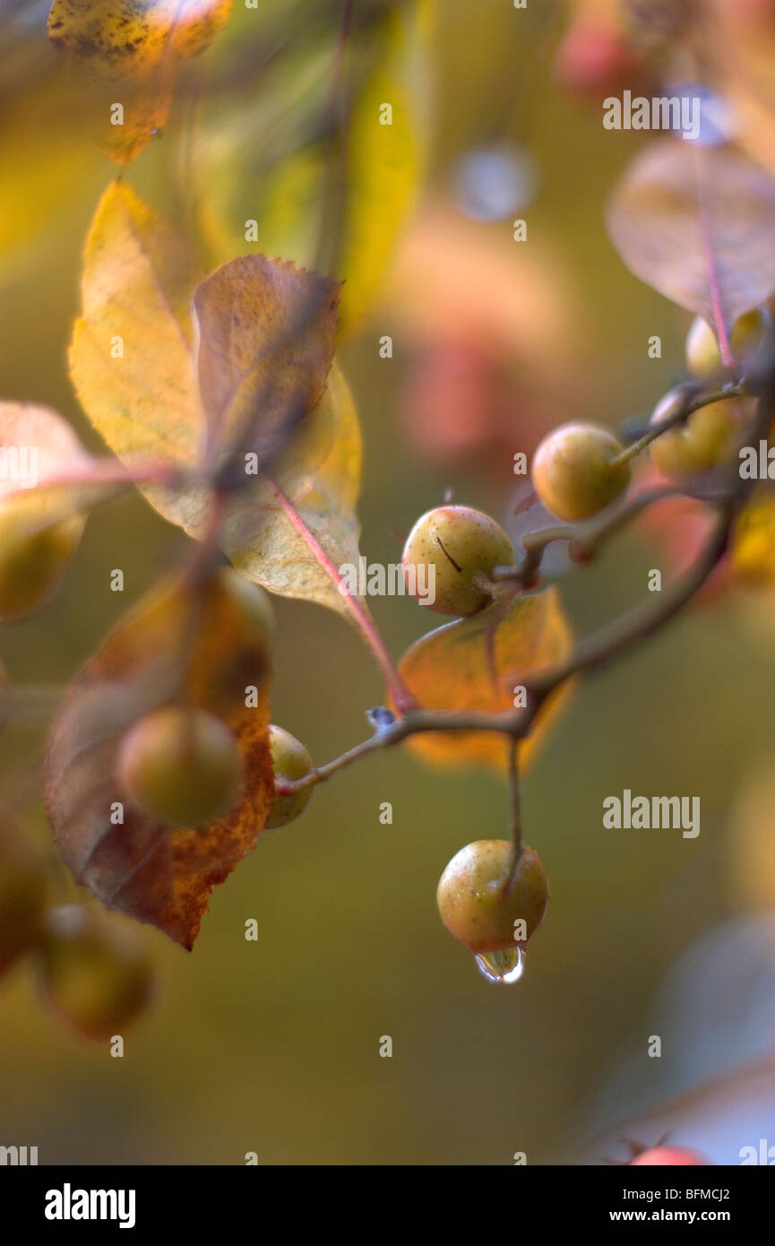 Fruit hangs from a tree Stock Photo Alamy
