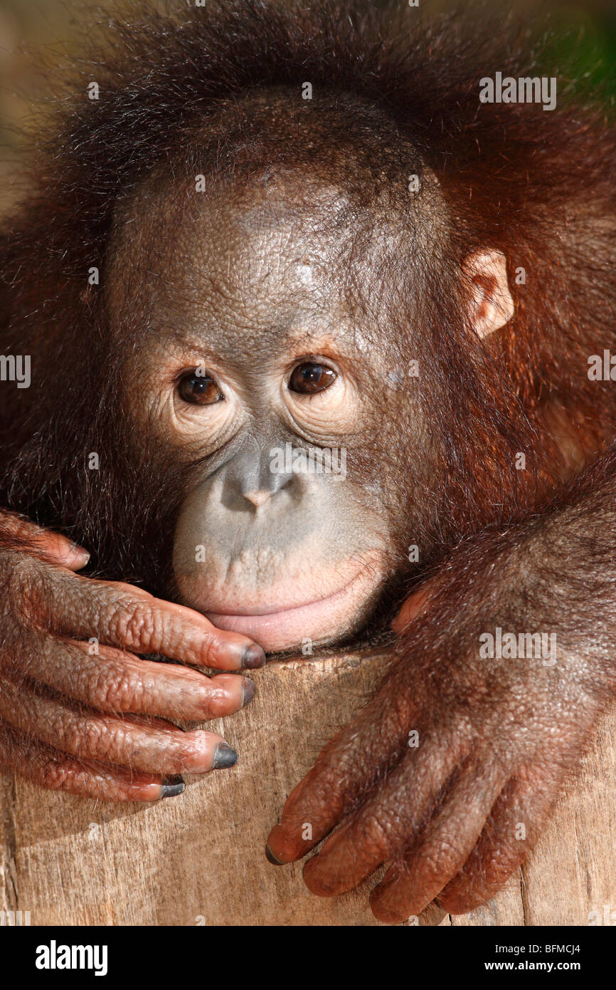 Bornean orangutan, juvenile Stock Photo
