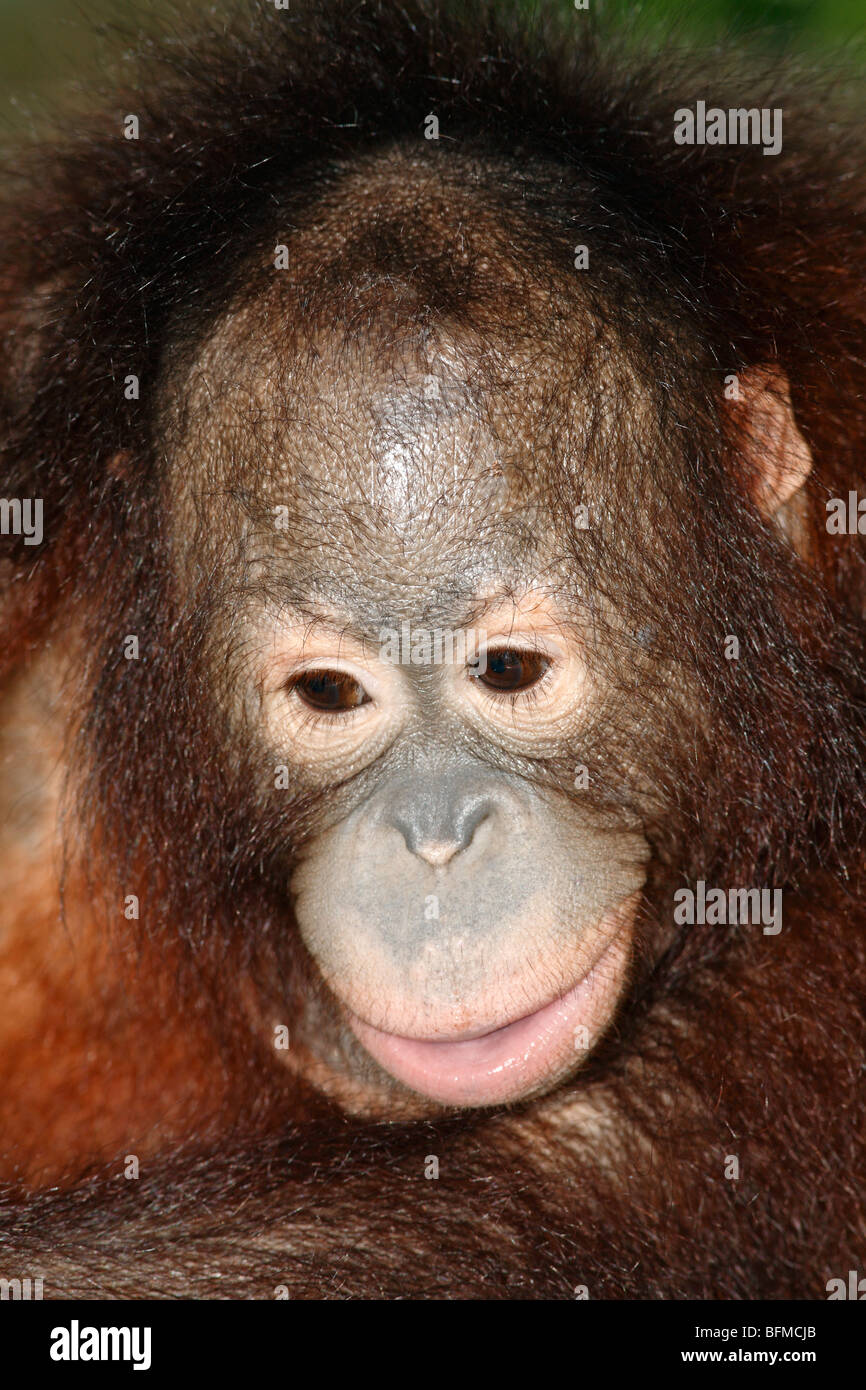 Bornean orangutan, juvenile Stock Photo