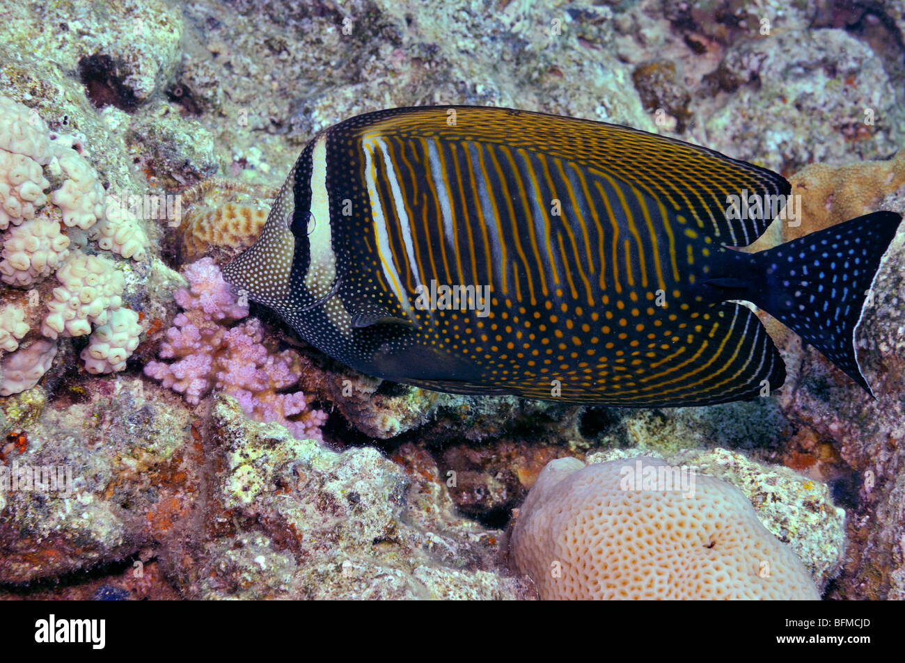 Sailfin tang fish, Zerasoma desjardinii, on coral reef. 'Red Sea' Stock Photo