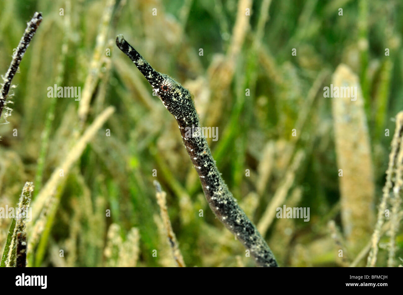 Double-ended pipefish, Trachyrhamphus bicoarctatus, in seagrass. 'Red Sea' Stock Photo