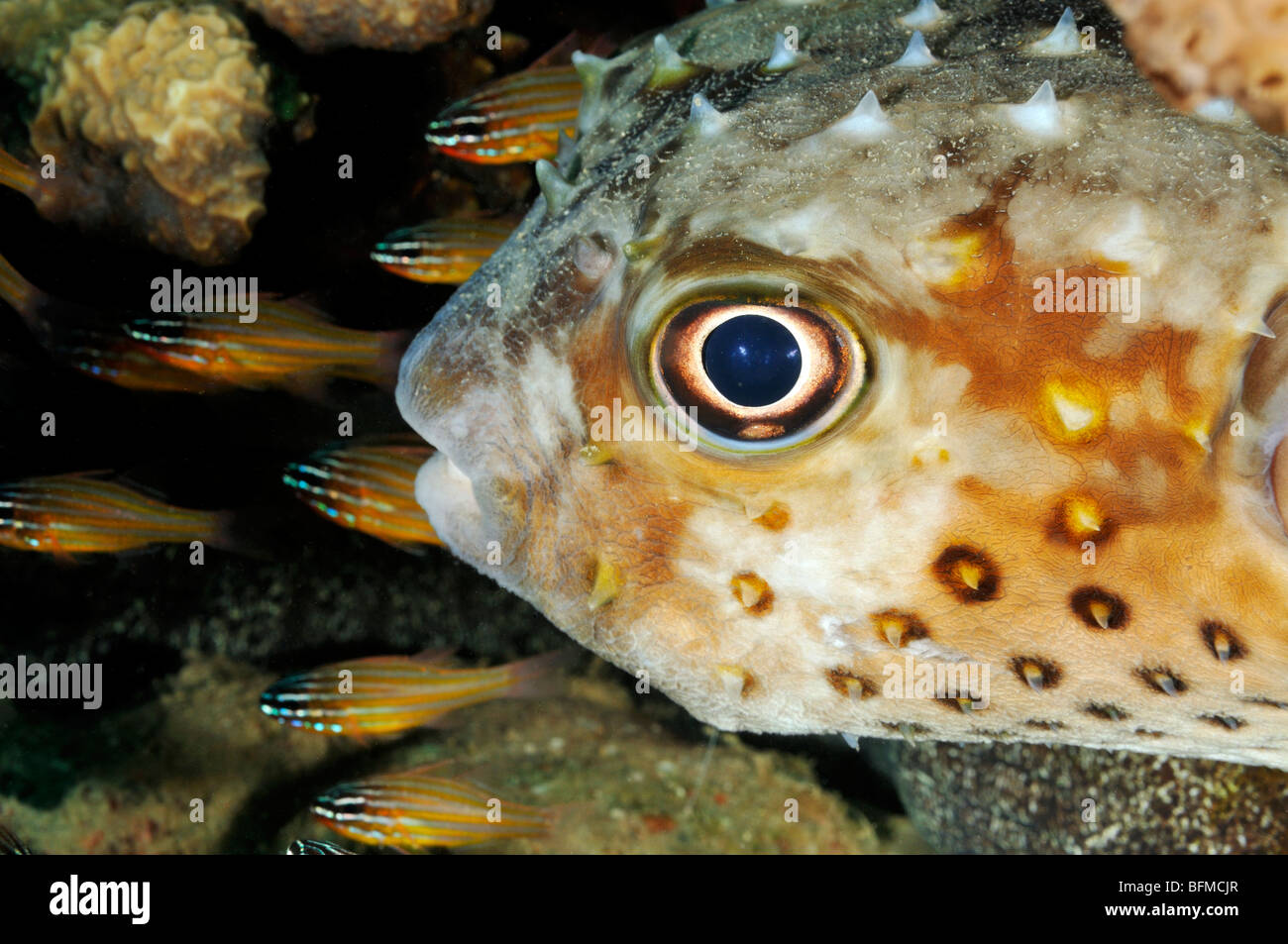 Porcupinefish Yellow spotted burrfish, Cyclichthys spilostylus closeup. 'Red Sea' Stock Photo