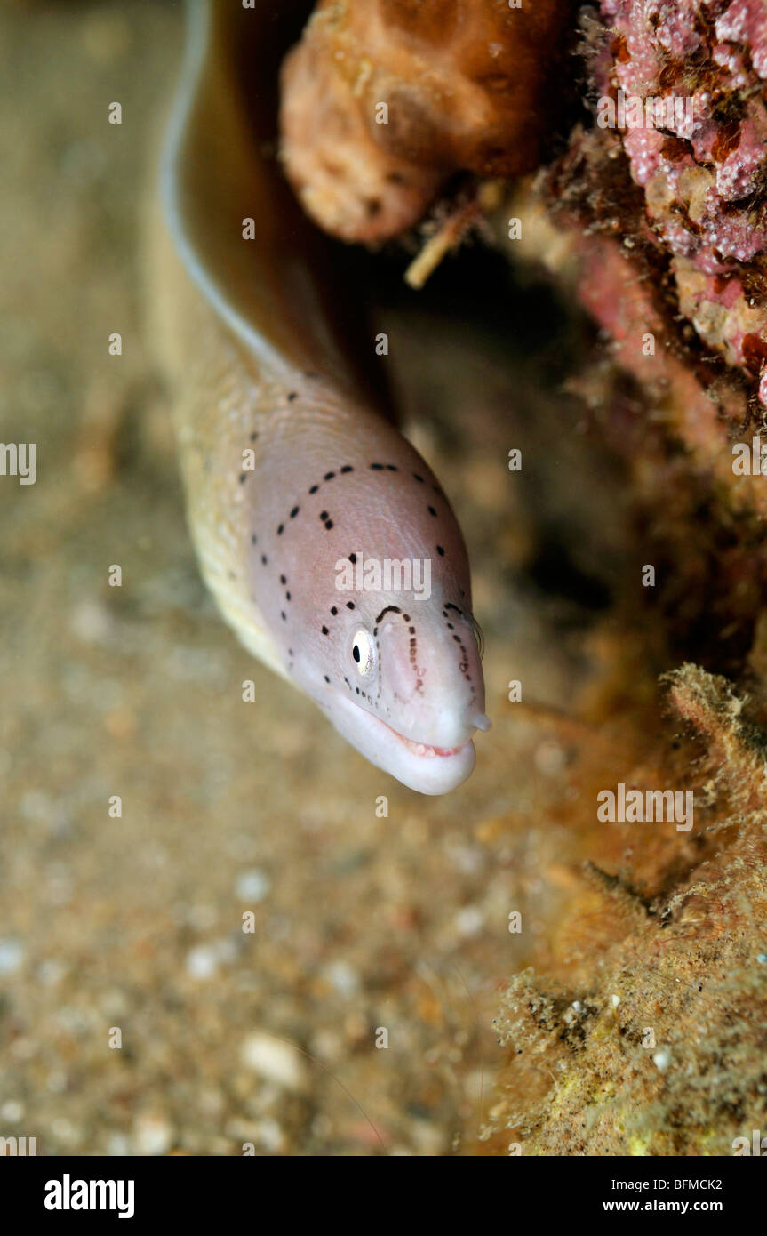 Gray moray eel, Gymnothorax griseus, on coral reef. 'Red Sea' Stock Photo