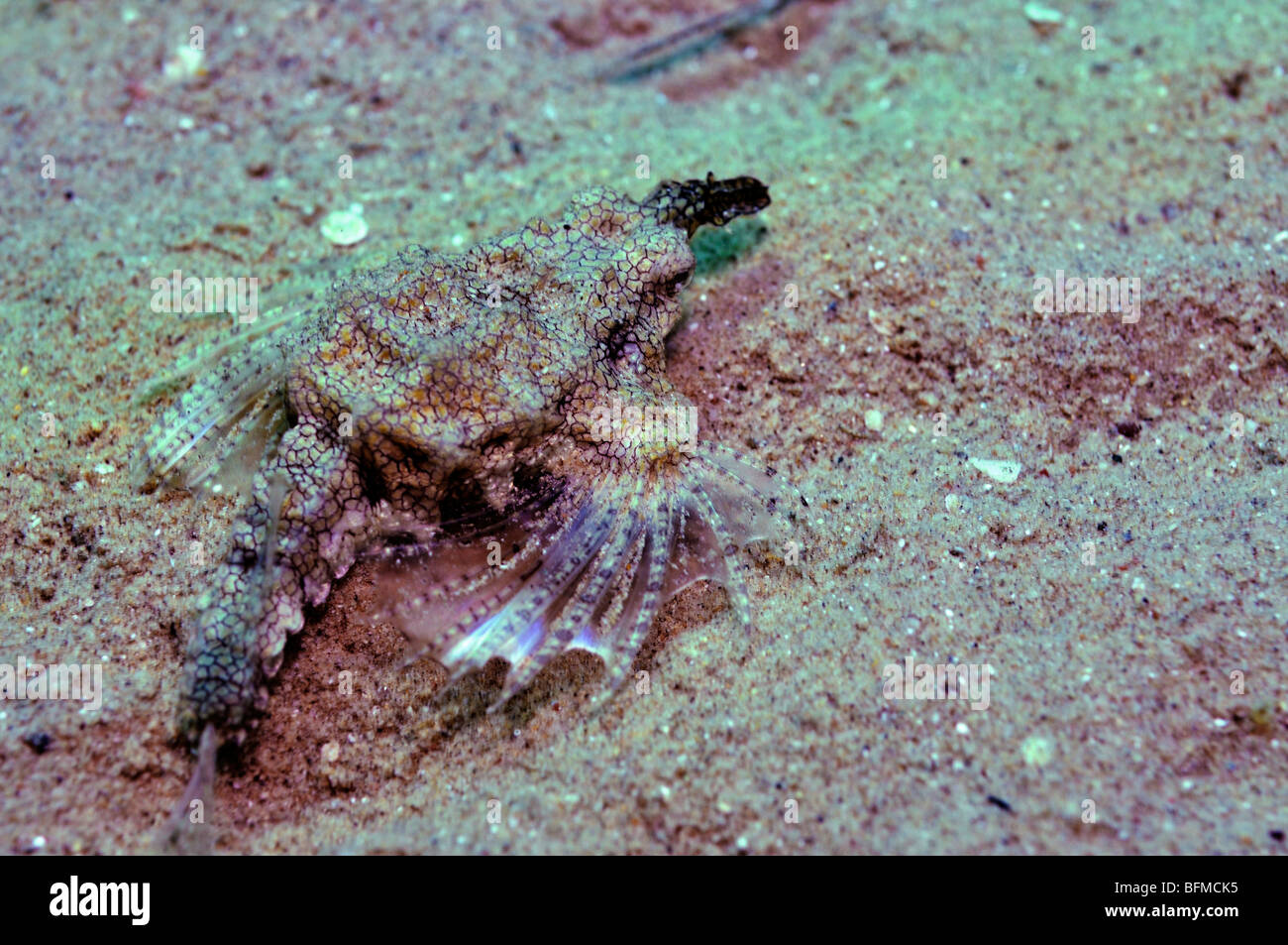 'Sea moth' or little dragonfish, Eurypegasus draconis. 'Red Sea' Stock Photo