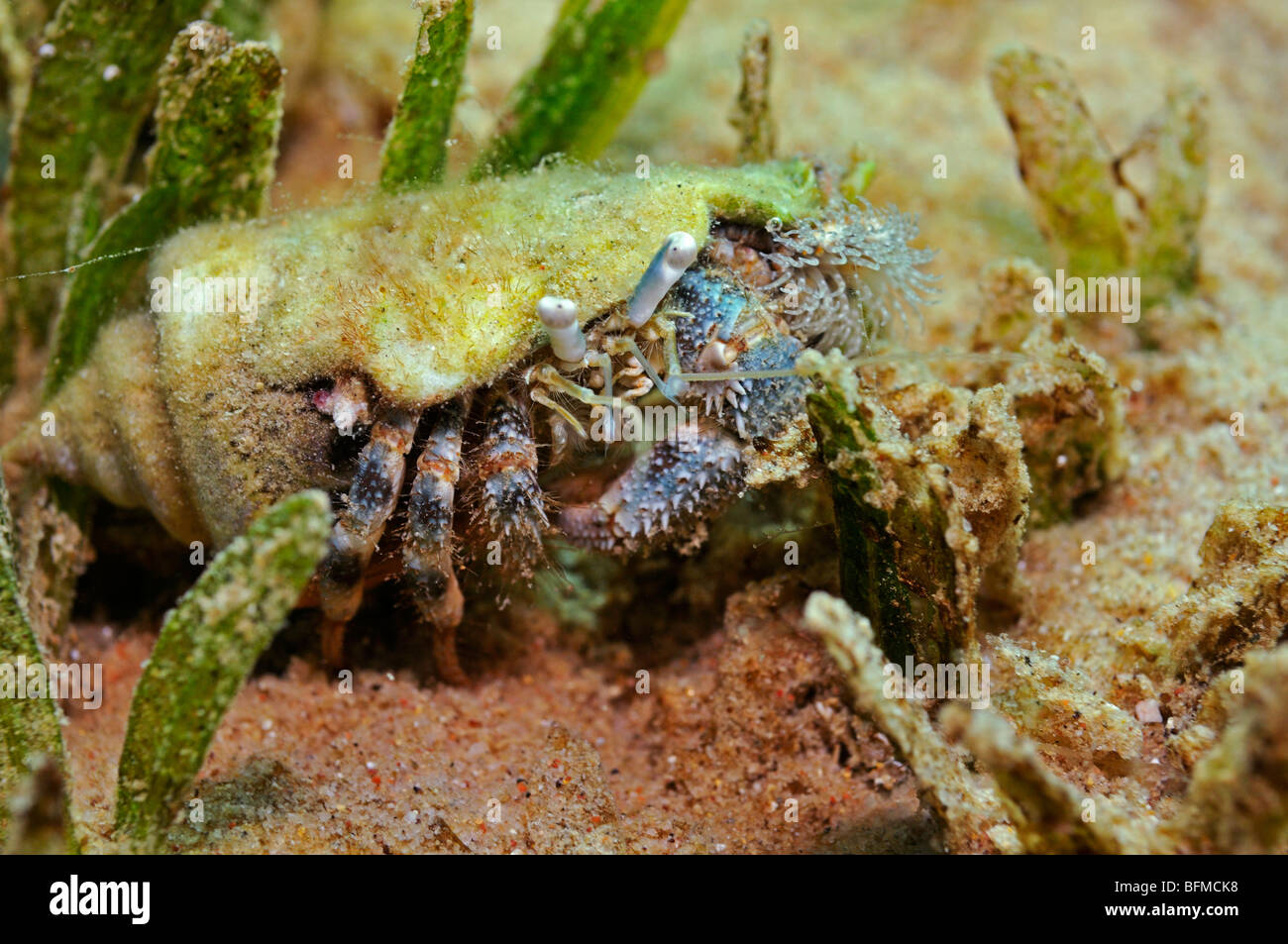 Reef hermit crab, Dardanus lagopodes, in cone shell with attached anemone. 'Red Sea' Stock Photo