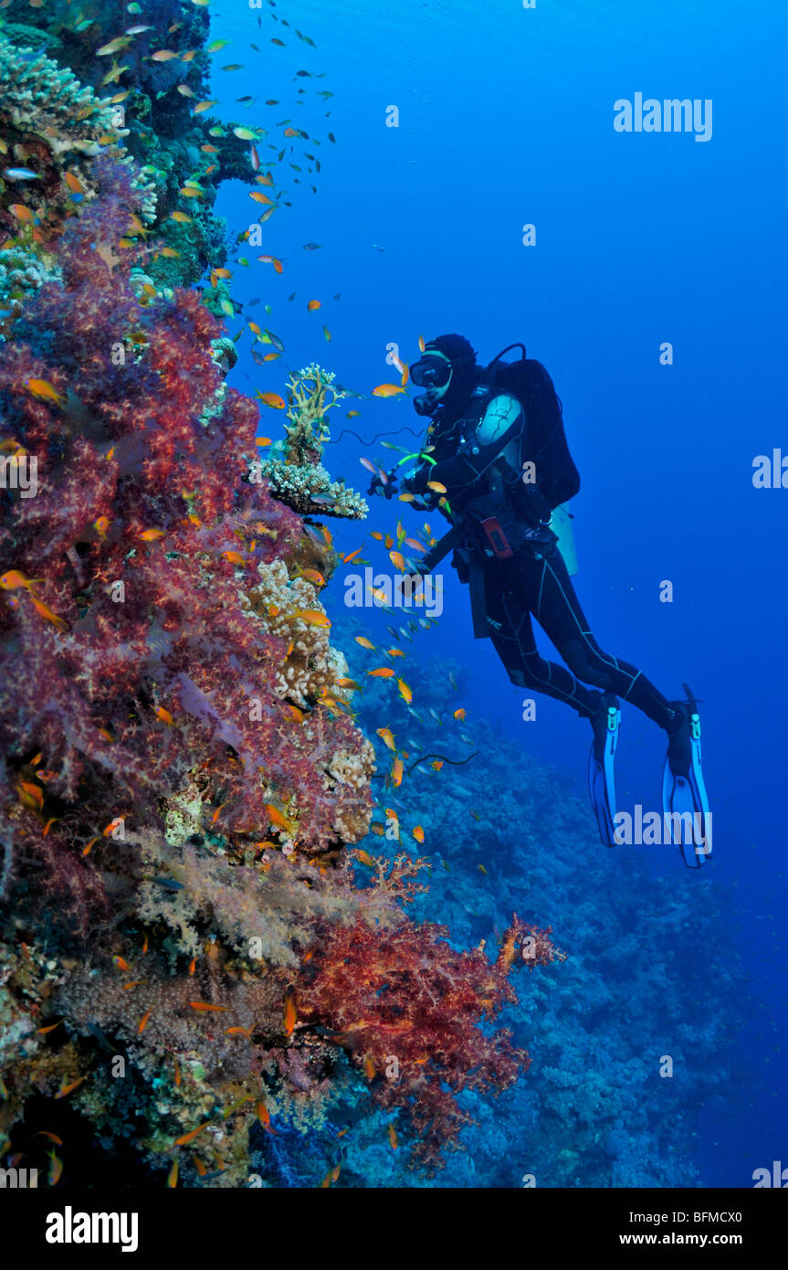 Scuba diver on coral reef wall, 'Red Sea' Stock Photo