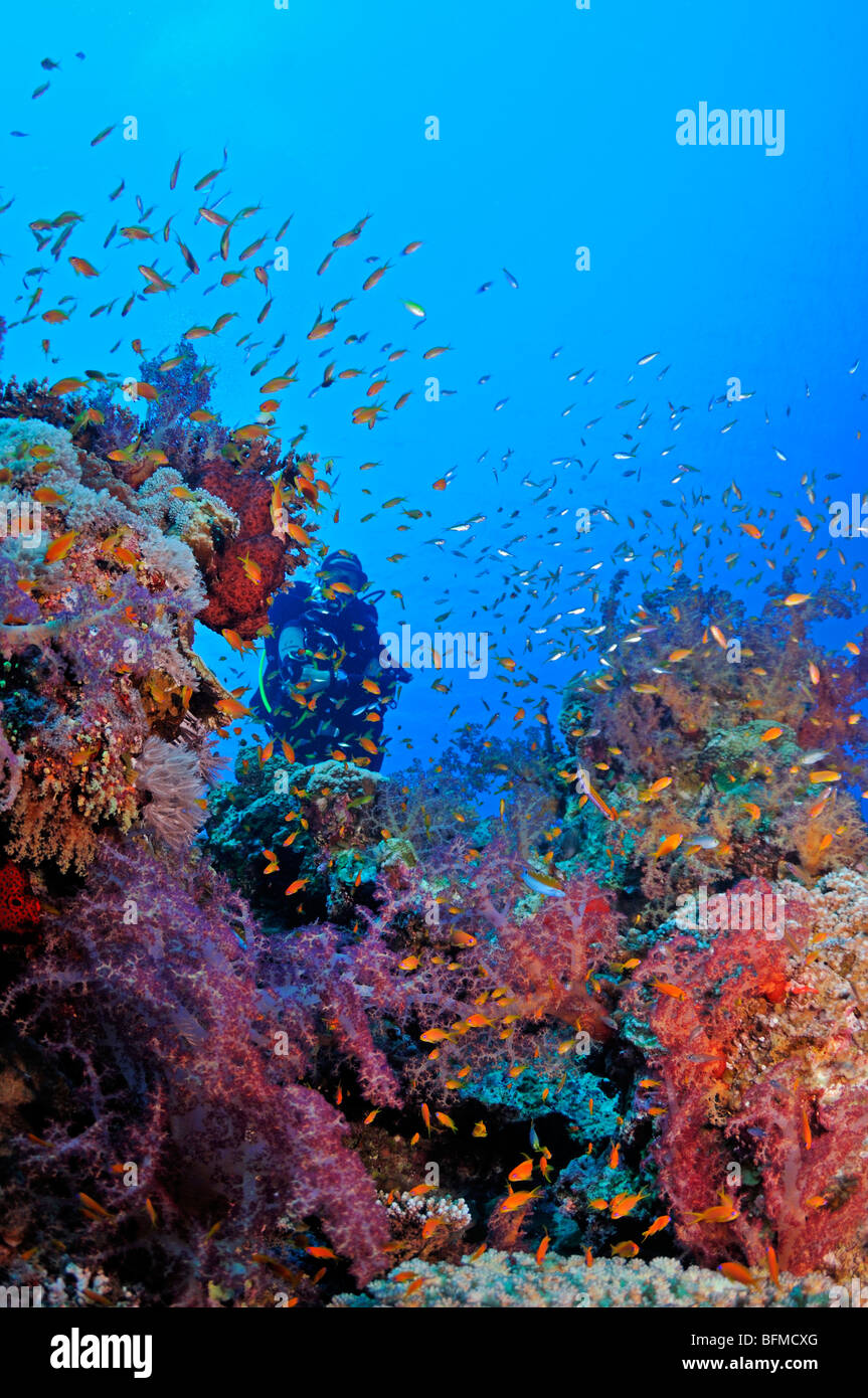 Scuba diver behind anthias fish on coral reef with many soft corals, 'Red Sea' Stock Photo
