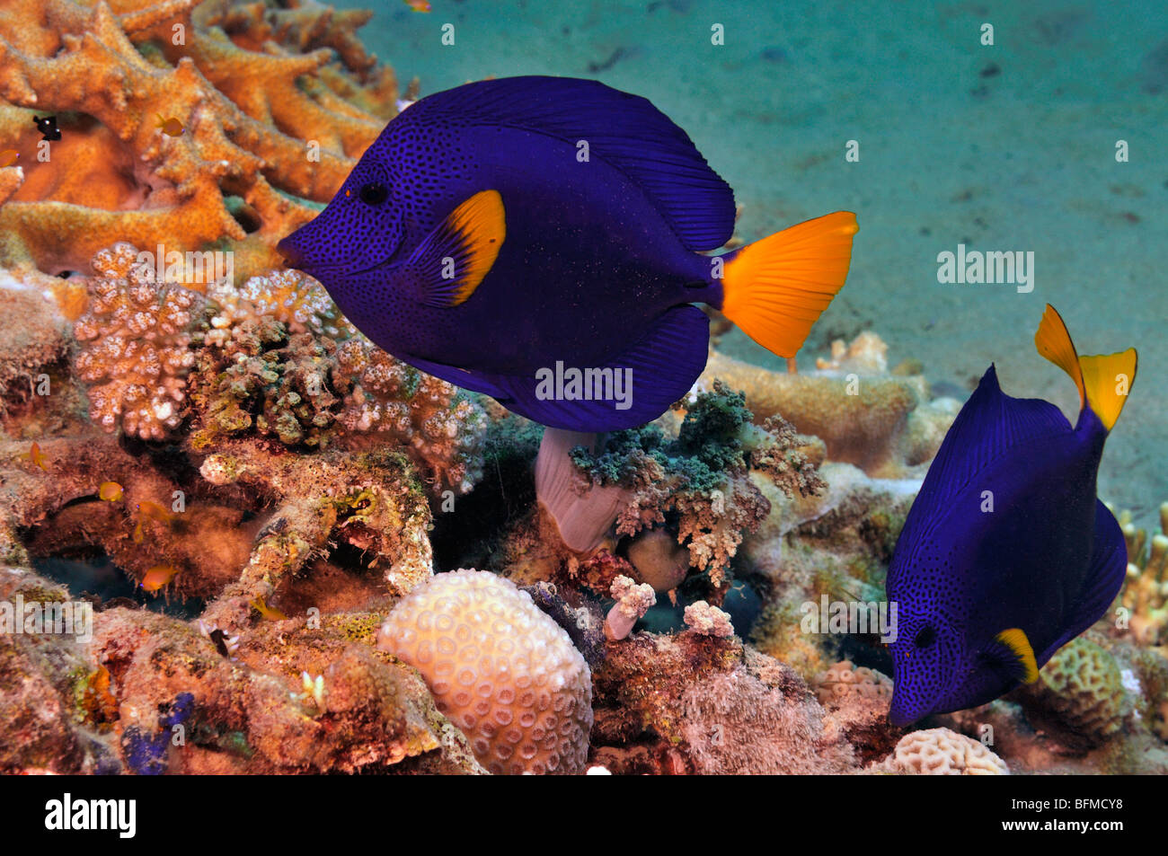 Yellowtail tang fish, Zebrasoma xanthurum, on coral reef. 'Red Sea' Stock Photo