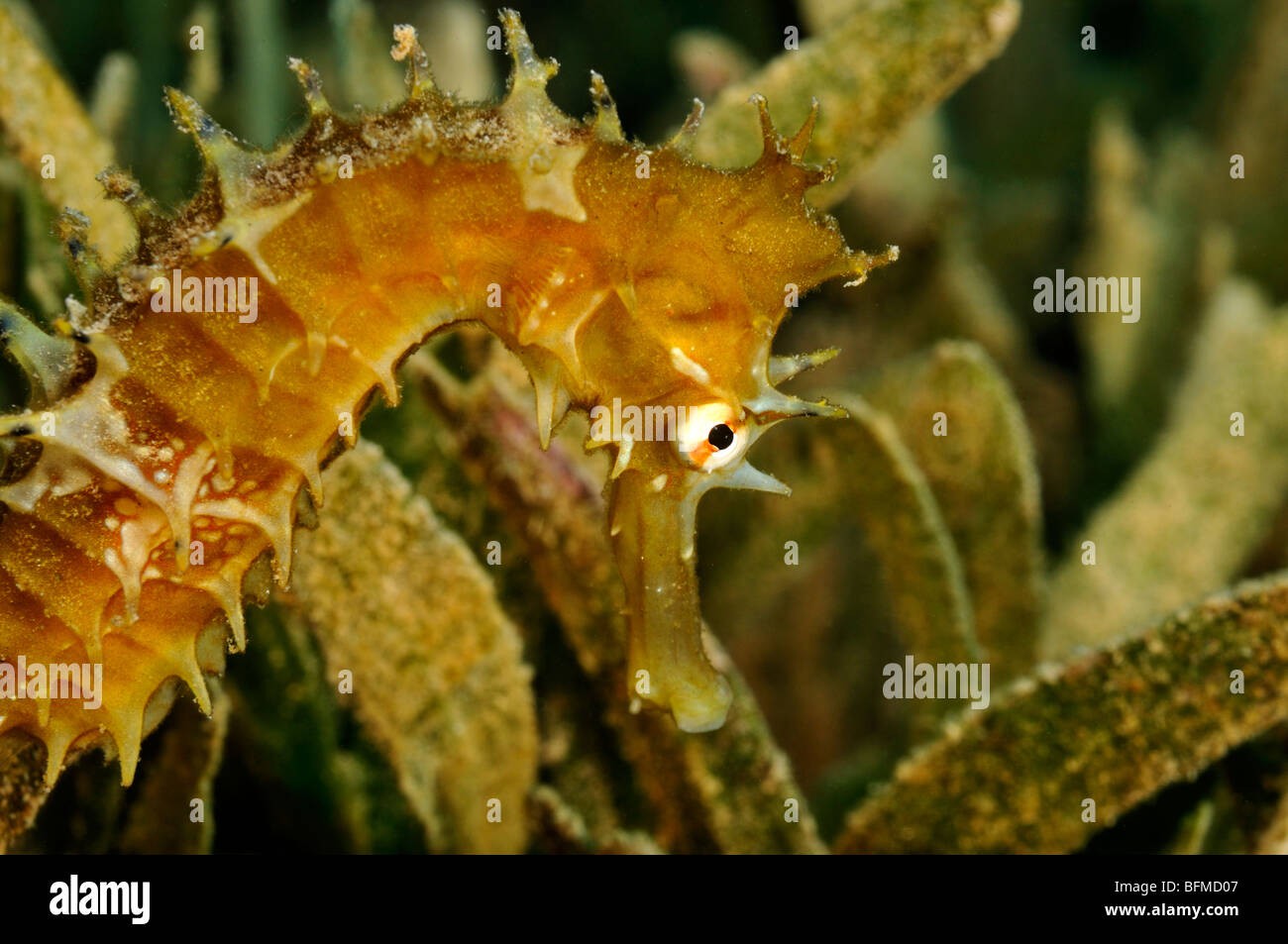 Jayakar's seahorse, Hippocampus jayakarai, on seagrass. "Red Sea" Stock Photo