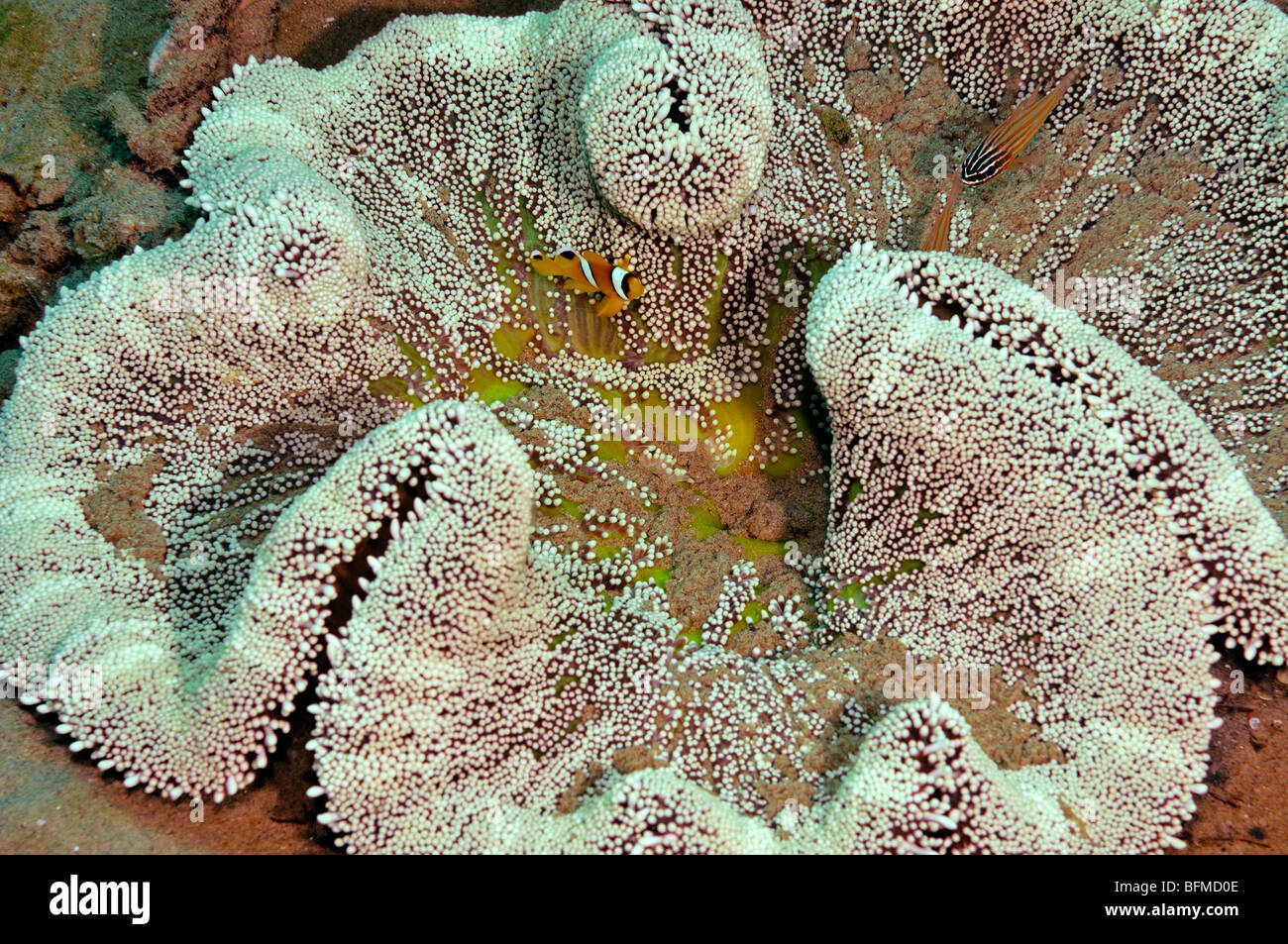 Haddon's anemone, Stichodactyla haddoni, with small Red Sea anemonefish, Amphiprion bicinctus. "Red Sea" Stock Photo