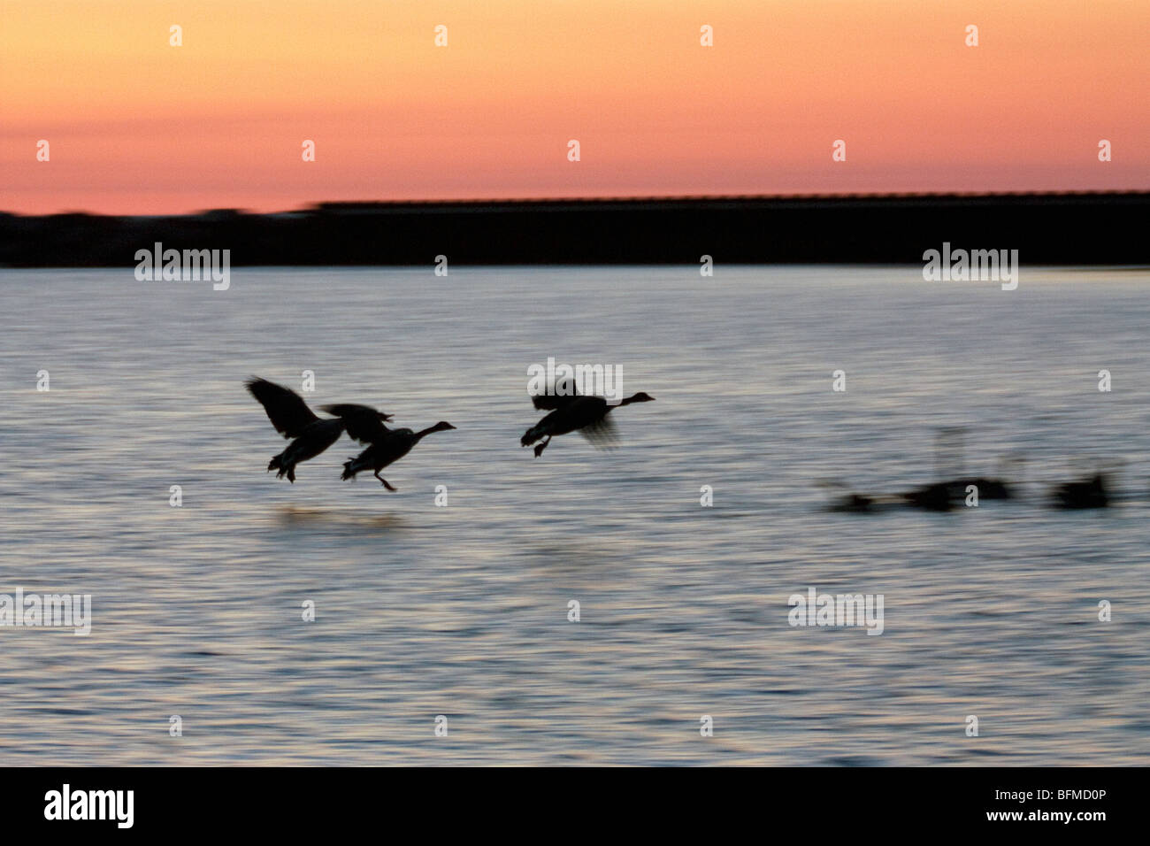 Geese landing in water Stock Photo
