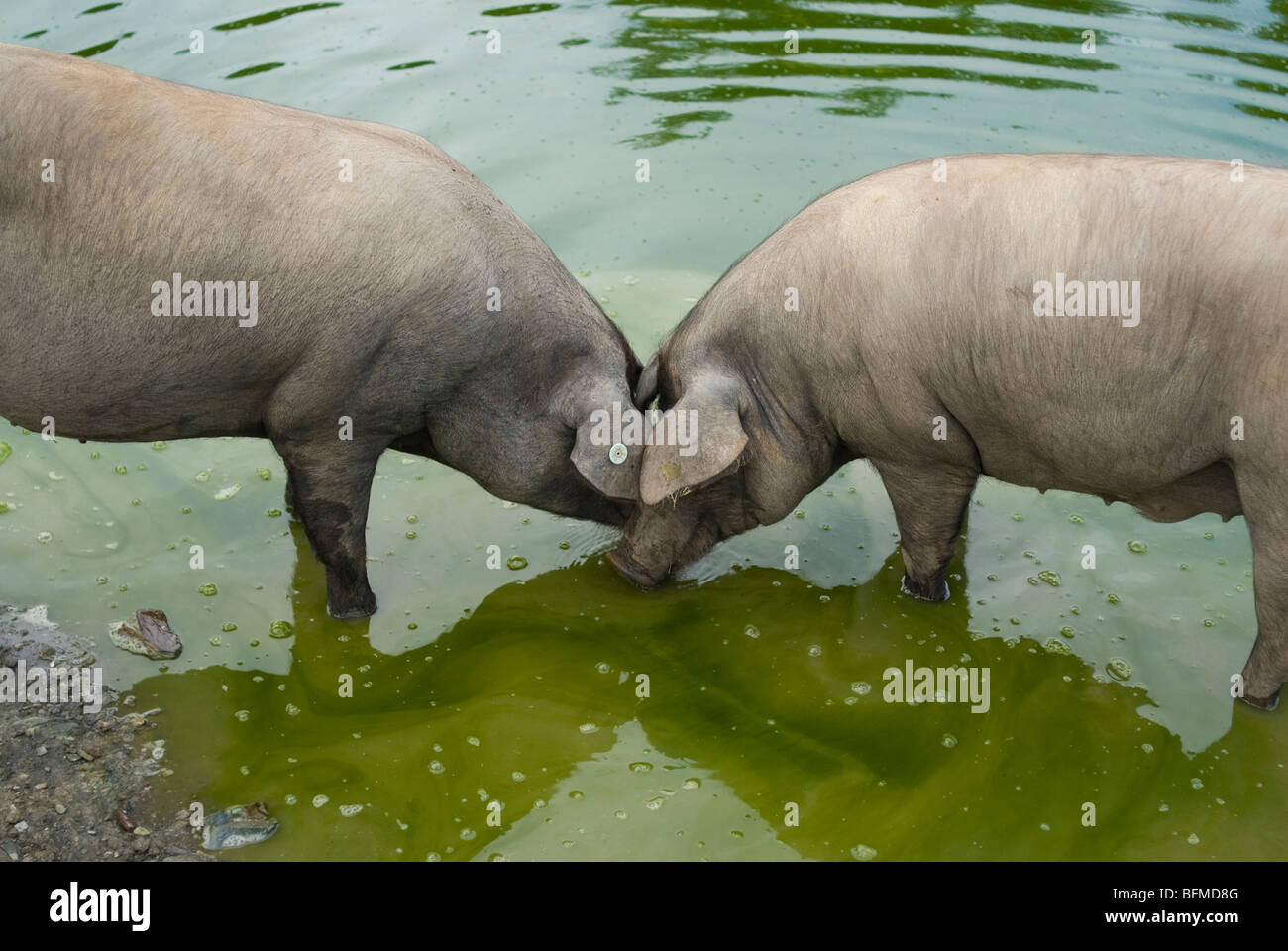 Iberian black pigs in Badajoz province Extremadura region SPAIN Cerdo