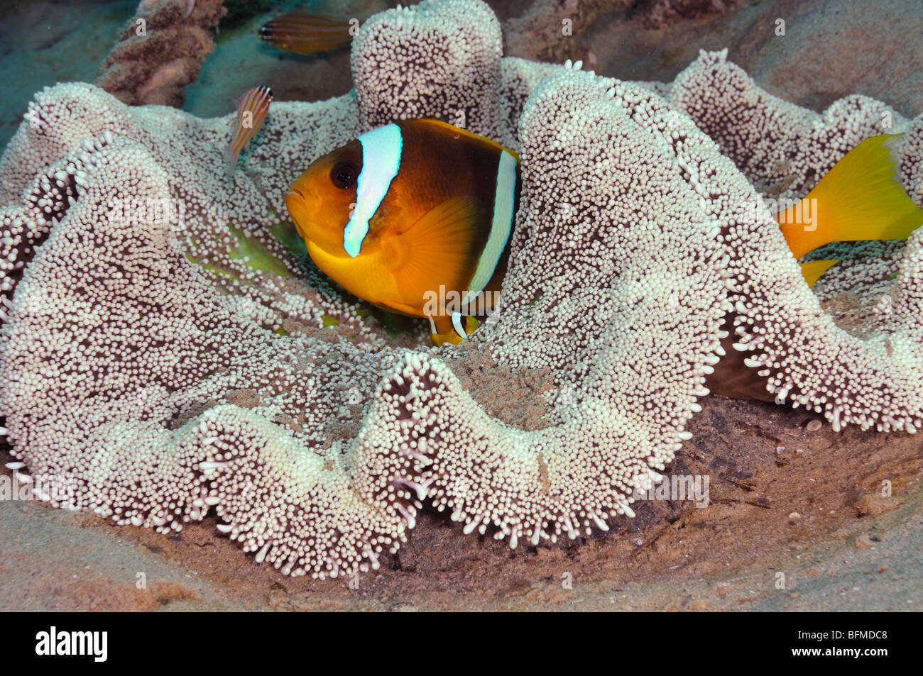 Haddon's anemone, Stichodactyla haddoni, with Red Sea anemonefish, Amphiprion bicinctus. "Red Sea" Stock Photo