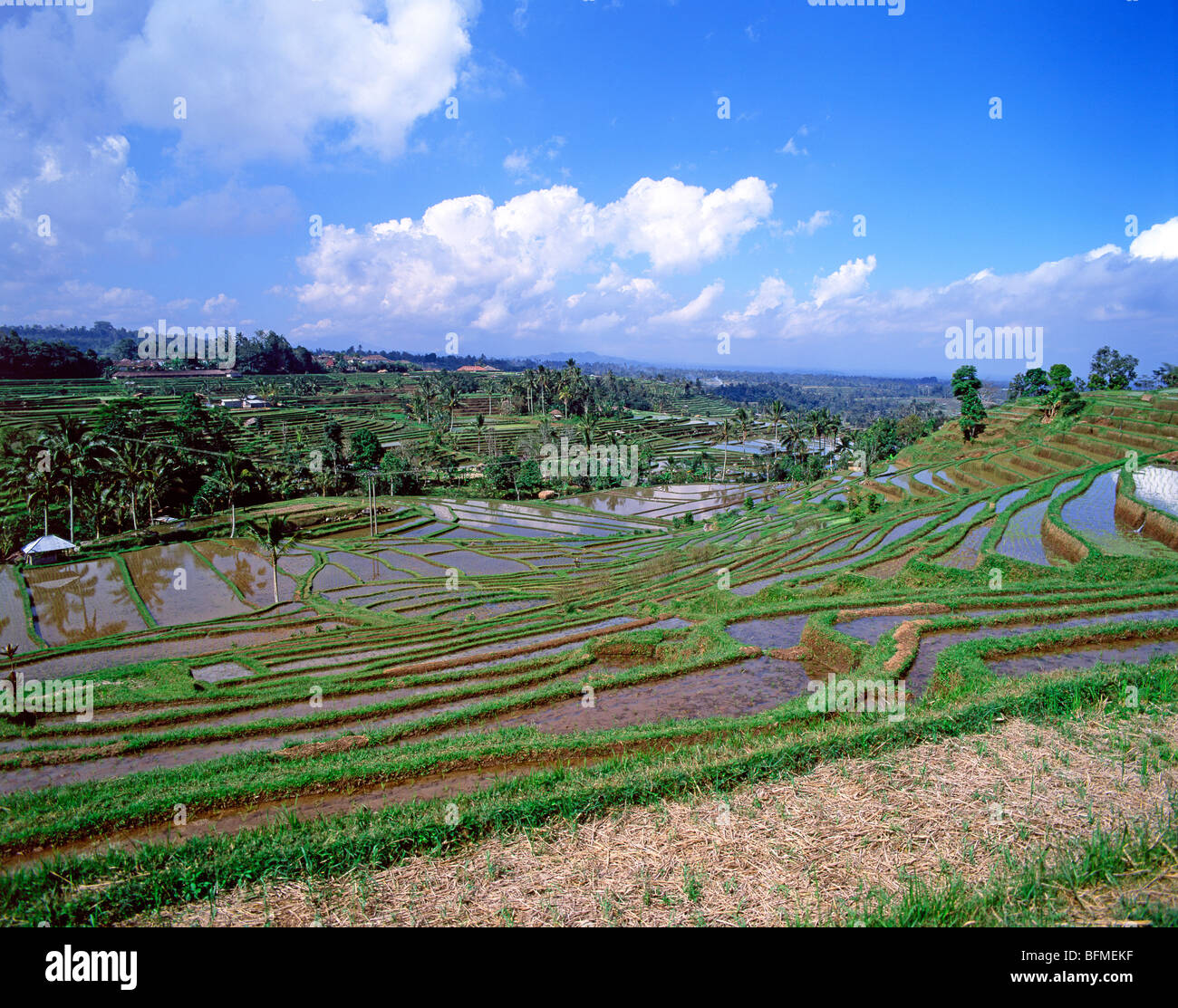 Tabanan Rise Field Paddy rice field of tabanan hi-res stock photography and images - Alamy