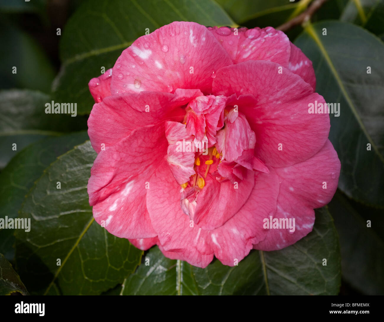Camellia Akashigata Stock Photo